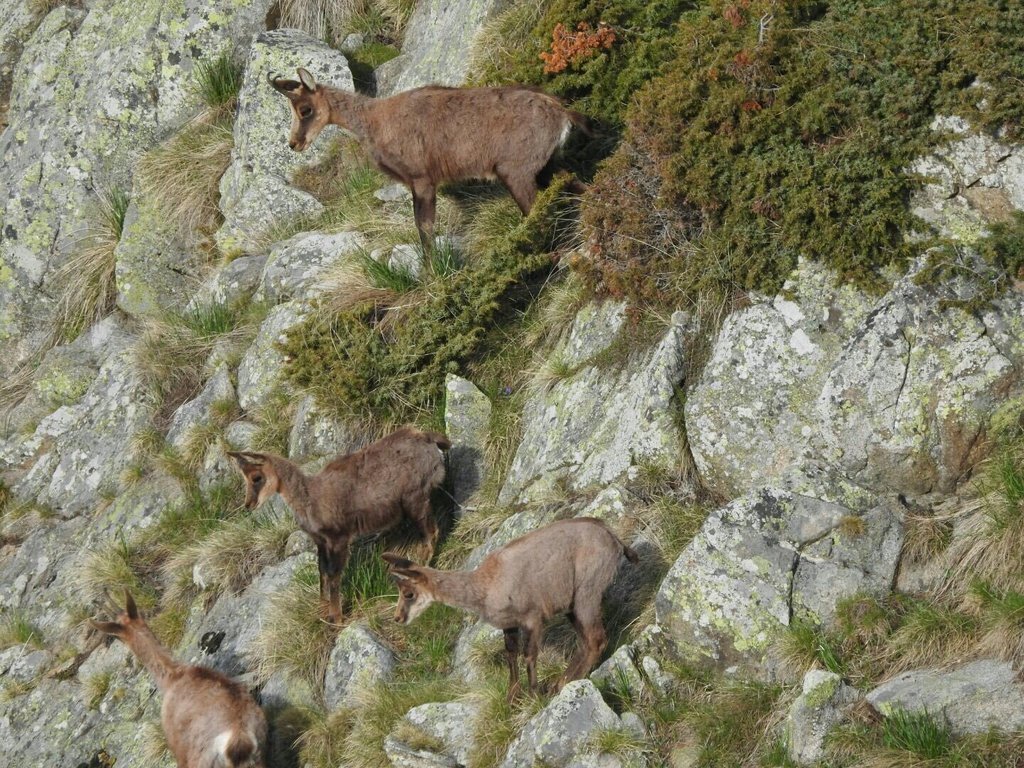 Isard banders d'andorra