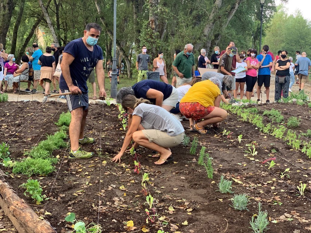 Pla de detall de gent plantant al jardí comestible de Senterada l'11 d'agost del 2020. (horitzontal)