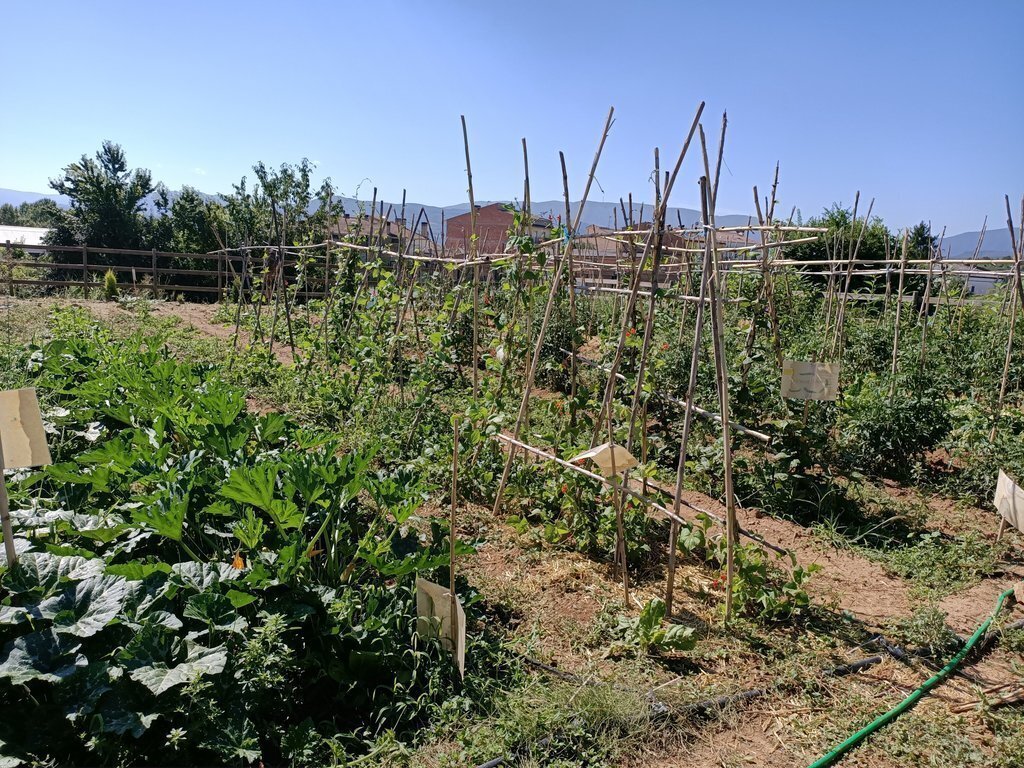 Pla general de l'hort que Alba Jussà té a Tremp. Imatge del 20 d'agost del 2020.