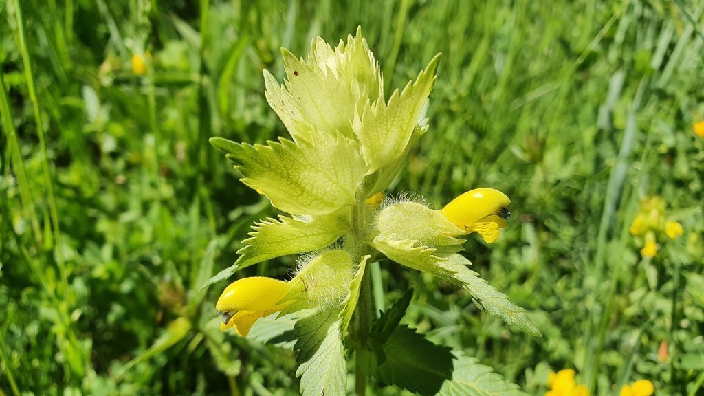 Pla de detall de 'Rhinanthus alectorolophus', la planta vinculada als prats de dall que s'ha localitat al Parc Natural de l'Alt Pirineu i al del Cadí-Moixeró. Imatge del 4 de setembre de 2020 (Horitzontal).