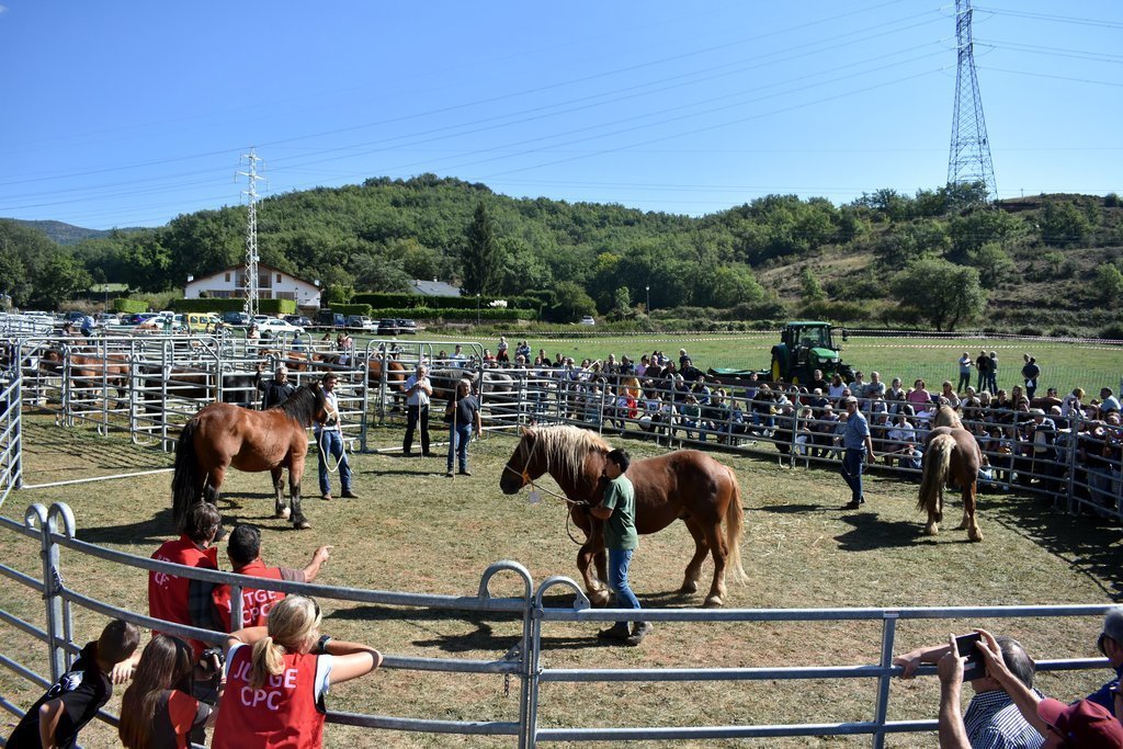 Pla general de la mostra de cavalls a la Fira ramadera de la Pobleta de Bellveí l'any 2019. Els ramaders ensenyen els seus millors exemplars de cavall. (horitzontal)