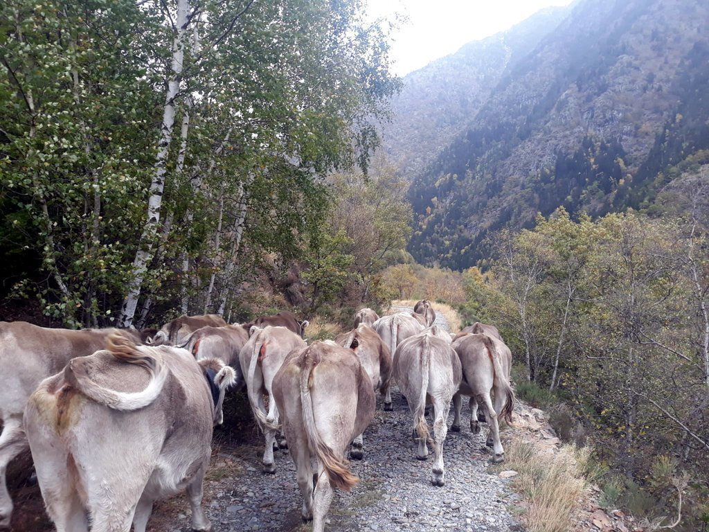 Pla general d'un ramat de vaques caminant per una carretera direcció a Lladorre provinents de la muntanya. Imatge del setembre del 2020. (horitzontal)