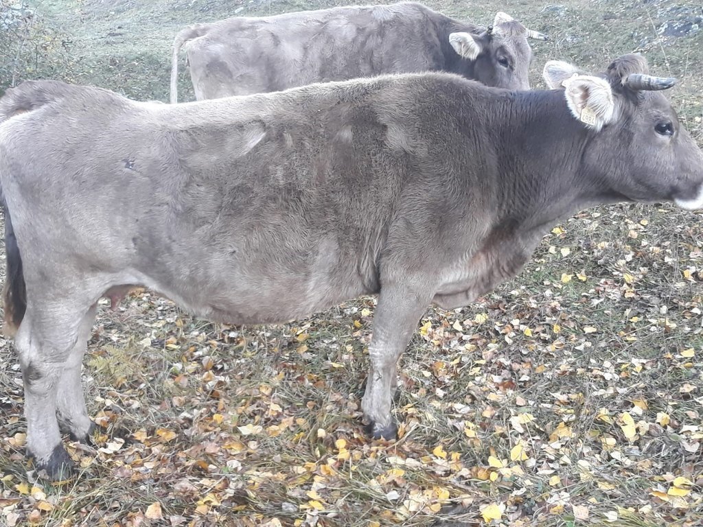 Imatge de vaques que han patit estrès a Lladorre (Pallars Sobirà) a causa de la presència de l'ós. (Horitzontal)