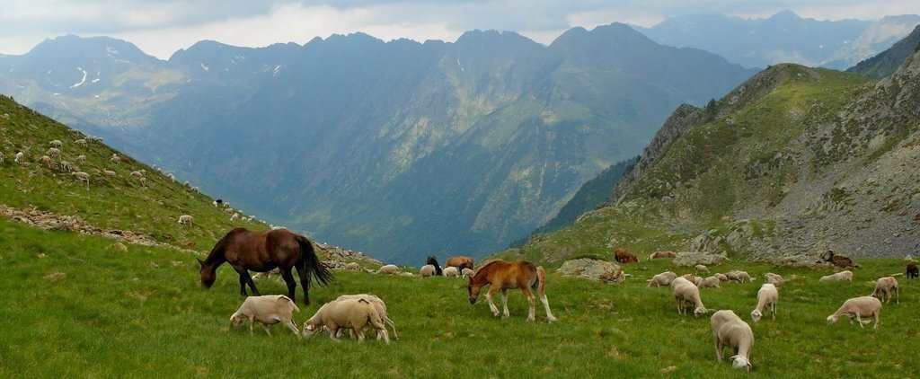 Ramaderia Pirineu