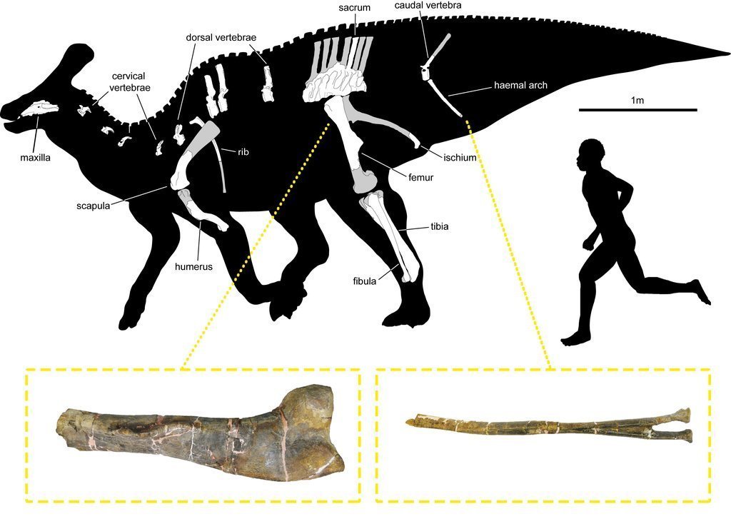 Silueta de P. isonensis on es mostren totes les restes fòssils recuperades, incloent fotografies de les recentment descrites (fèmur i arc hemal). (horitzontal)