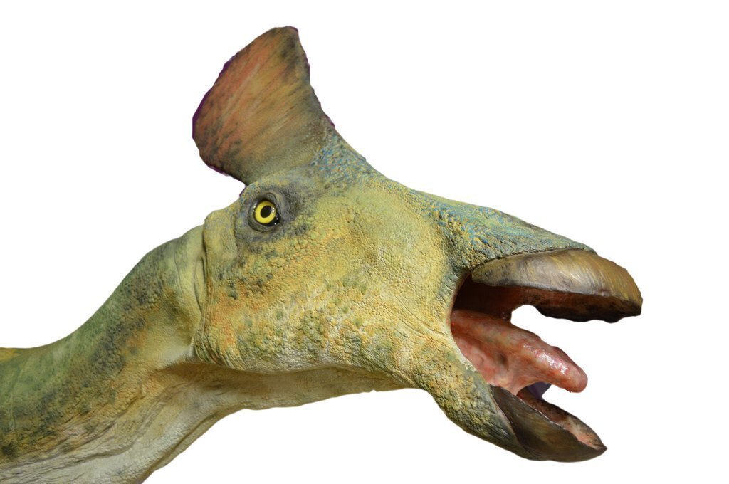 Pararhabodon_MCD_3_mask