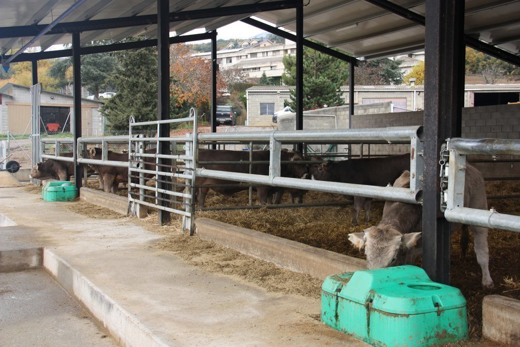 Pla general de les instal·lacions del centre de testatge de Bellestar de l'Escola Agrària del Pirineu, a Montferrer i Castellbò (Alt Urgell) on es veuen diversos vedells de raça Bruna dels Pirineus. Imatge del 6 de novembre de 2020 (Horitzontal).