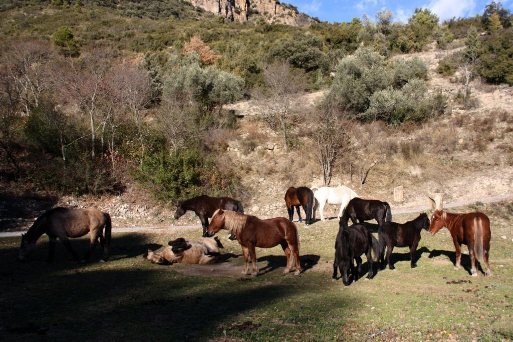 Pla general dels cavalls de la Fundació Miranda en una zona de pastura de Coll de Nargó (Alt Urgell). Imatge del 9 de desembre de 2020 (Horitzontal).