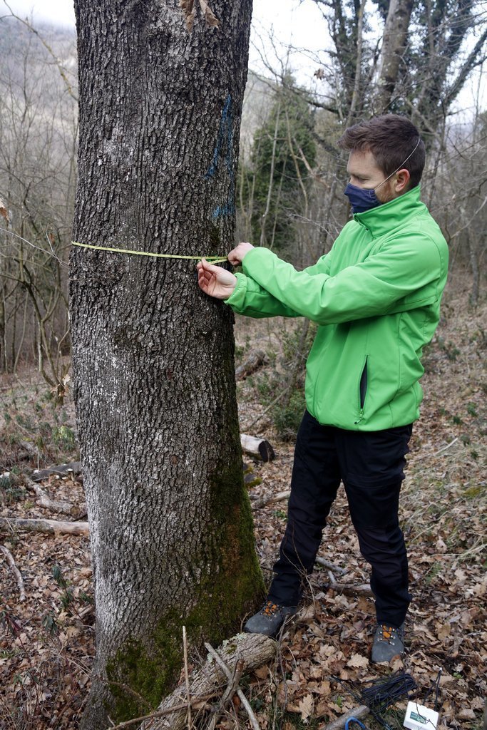 Un investigador mesura el tronc d'un arbre en una finca a Ribes de Freser (Ripollès) en una imatge publicada el 25 de febrer del 2021 (horitzontal)