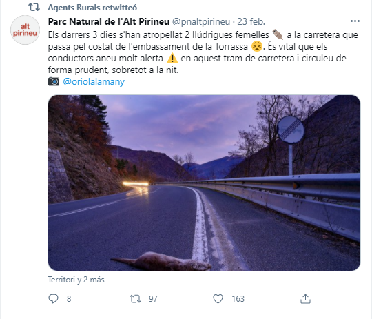 Atropellament llúdriga 2