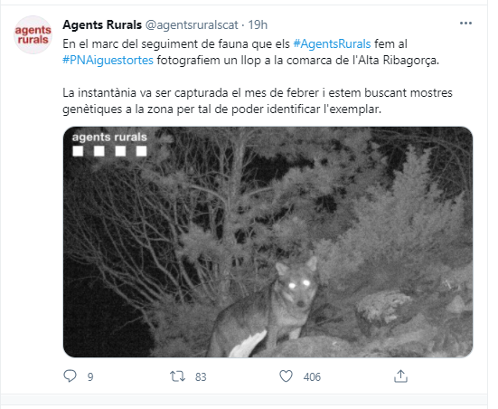 Llop Alta Ribagorça bis