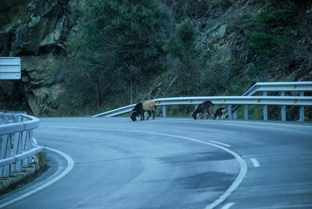 Pla general d'unes cabres llepant la sal de la carretera C-13, entre Rialp i Llavorsí, al Pallars Sobirà el 28 de novembre de l'any 2003. (horitzontal)