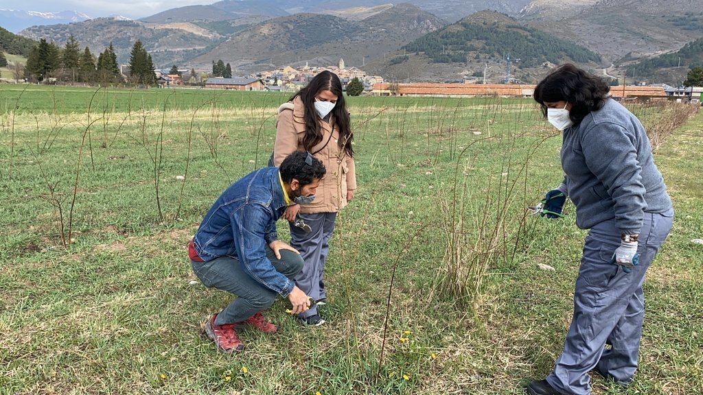 Pla obert del gerent de la Fundació Adis, Blai Garcia, mostrant les tasques de poda del roser silvestre a dos treballadores de la Cooperativa Incorpora'm. Imatge del 9 d'abril de 2021 (Horitzontal).