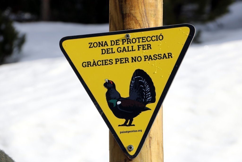 Primer pla d'un rètol que indica zona de protecció de gall fer a l'estació d'esquí de Port Ainé. Imatge del 18 de desembre del 2019. (horitzontal)