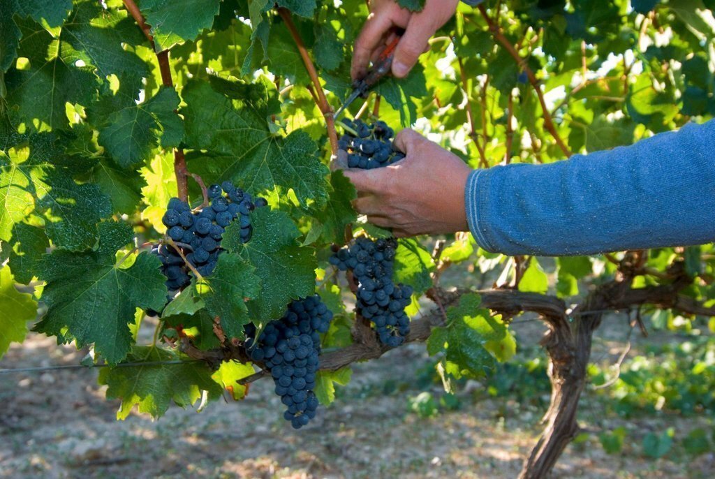 vinya ecològica