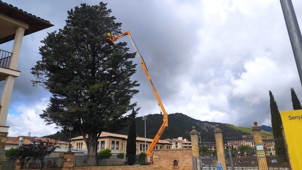arbre parc
