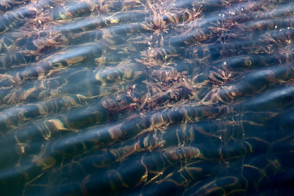LLAPÓ A L'ESTANY