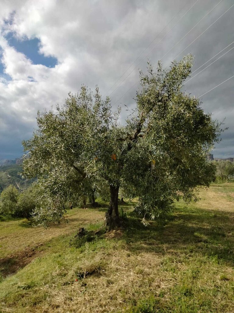 Pla de detall d'una varietat autòctona d'olivera al Pallars Jussà. (Vertical)