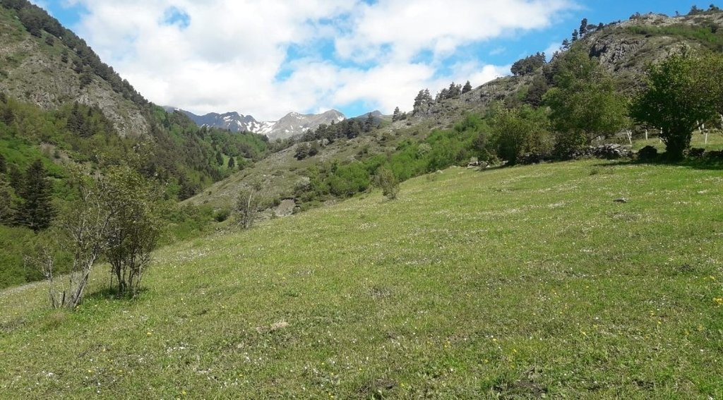 Papallones diürnes al PNAP 3