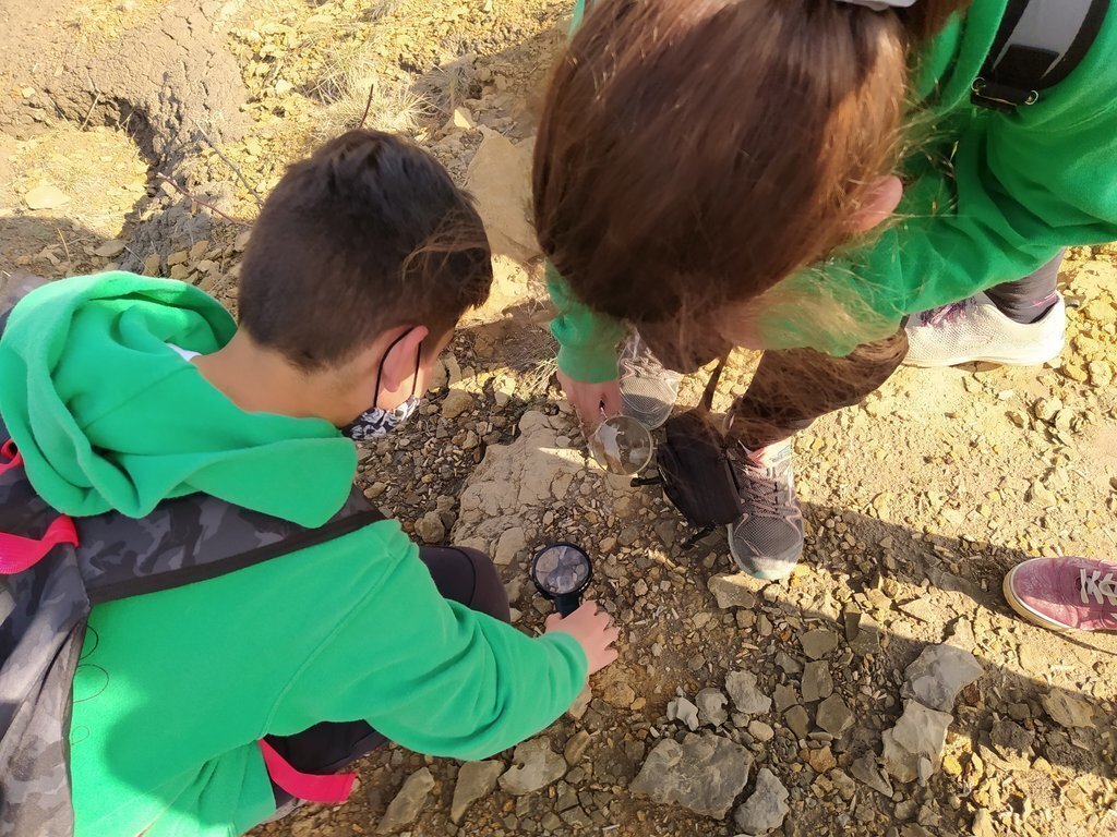 Observació fòssils
