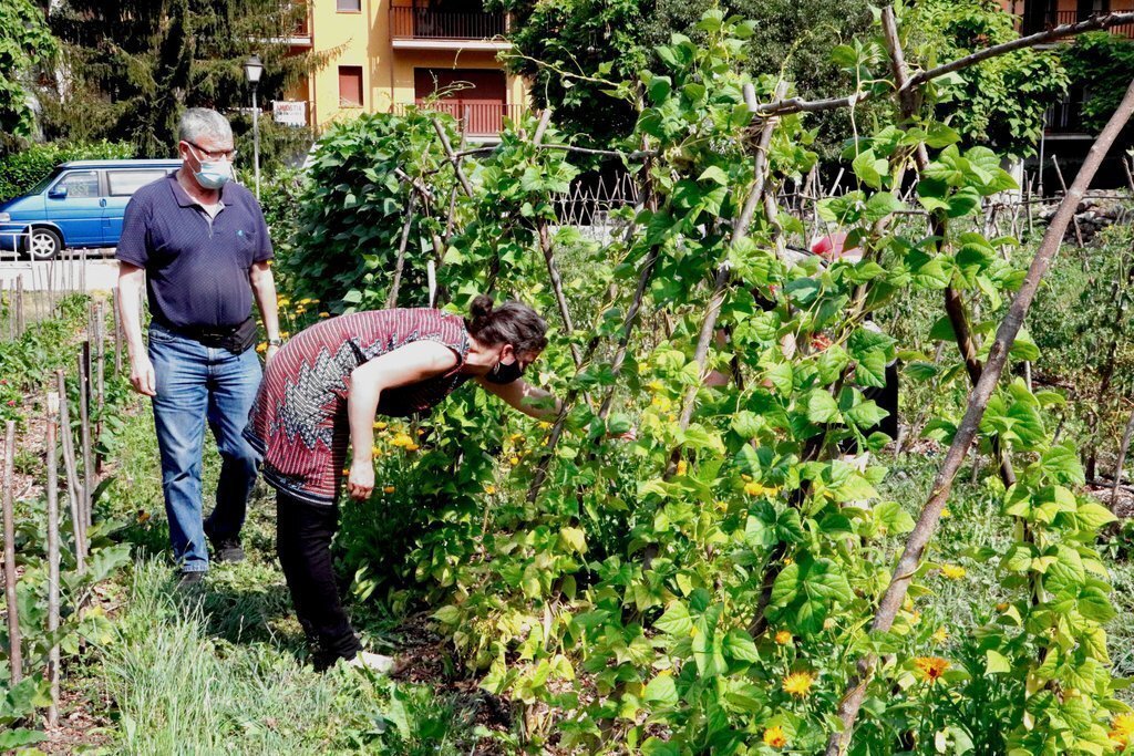 Pla general de dos persones collint verdura a l'hort col·lectiu de Senterada el 27 de juliol del 2021. (Horitzontal)