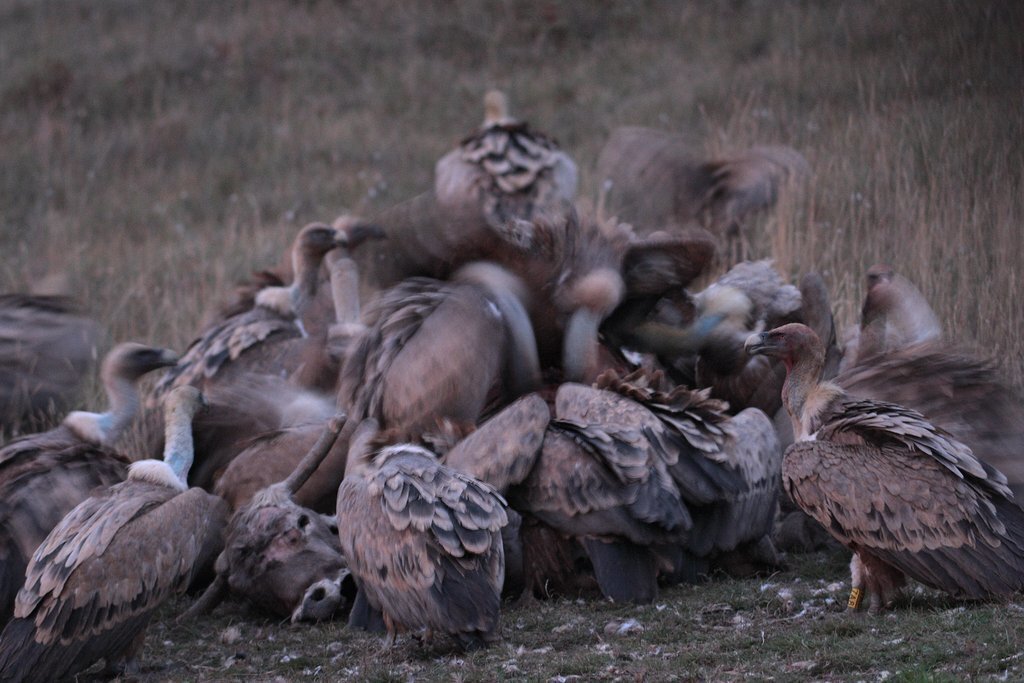 G fulvus T Pröhl 38