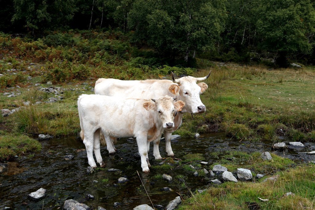 Pla general d'una vaca i un vedell de raça pallaresa. Imatge del 27 de setembre del 2021. (Horitzontal)