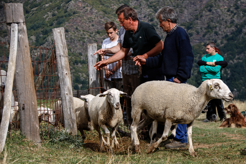 Pla general d'un grup de pastors comptant les ovelles una a una per comprovar que hi s√≥n totes. Imatge del 30 de setembre del 2021. (Horitzontal)