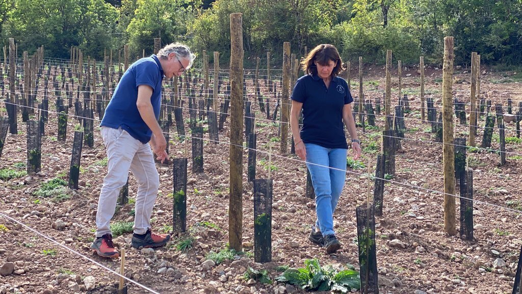 Pla sencer dels propietaris de Cal Mandrat de Montellà i Martinet (Cerdanya), Francesc Xavier Güell i Silvia Gaminde, comprovant l'estat de la nova plantació de chardonnay. Imatge de l'1 d'octubre de 2021. (Horitzontal).