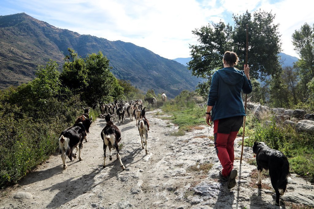 Pla general d'una pastora portant a pasturar el seu ramat de cabres a València d'Àneu, al Pallars Sobirà. Imatge del 5 d'octubre del 2021. (Horitzontal)