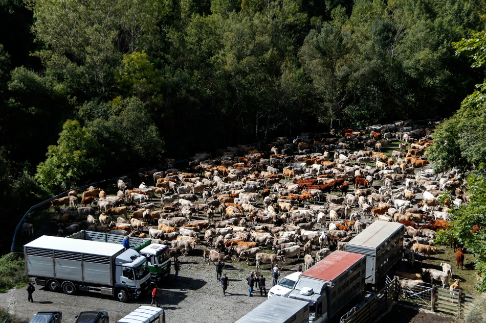 Pla general de la vacada de la muntanya de Llessui (Sort) a la zona on cada ramader tria les seves i les carrega en camions per tornar a casa. Imatge del 6 d'octubre del 2021. (Horitzontal)