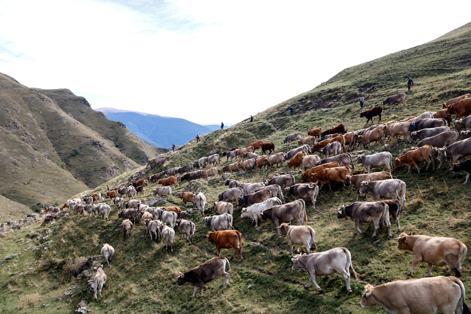 Pla general de la vacada baixant de la muntanya de Llessui, al Pallars Sobirà el 6 d'octubre del 2021. (Horitzontal)