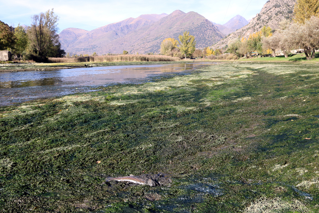 Pla general d'una truita morta al pant√† de la Torrassa i de la cota on es troba l'aigua despr√©s d'un descens programat. Imatge del 19 d'octubre del 2021. (Horitzontal)