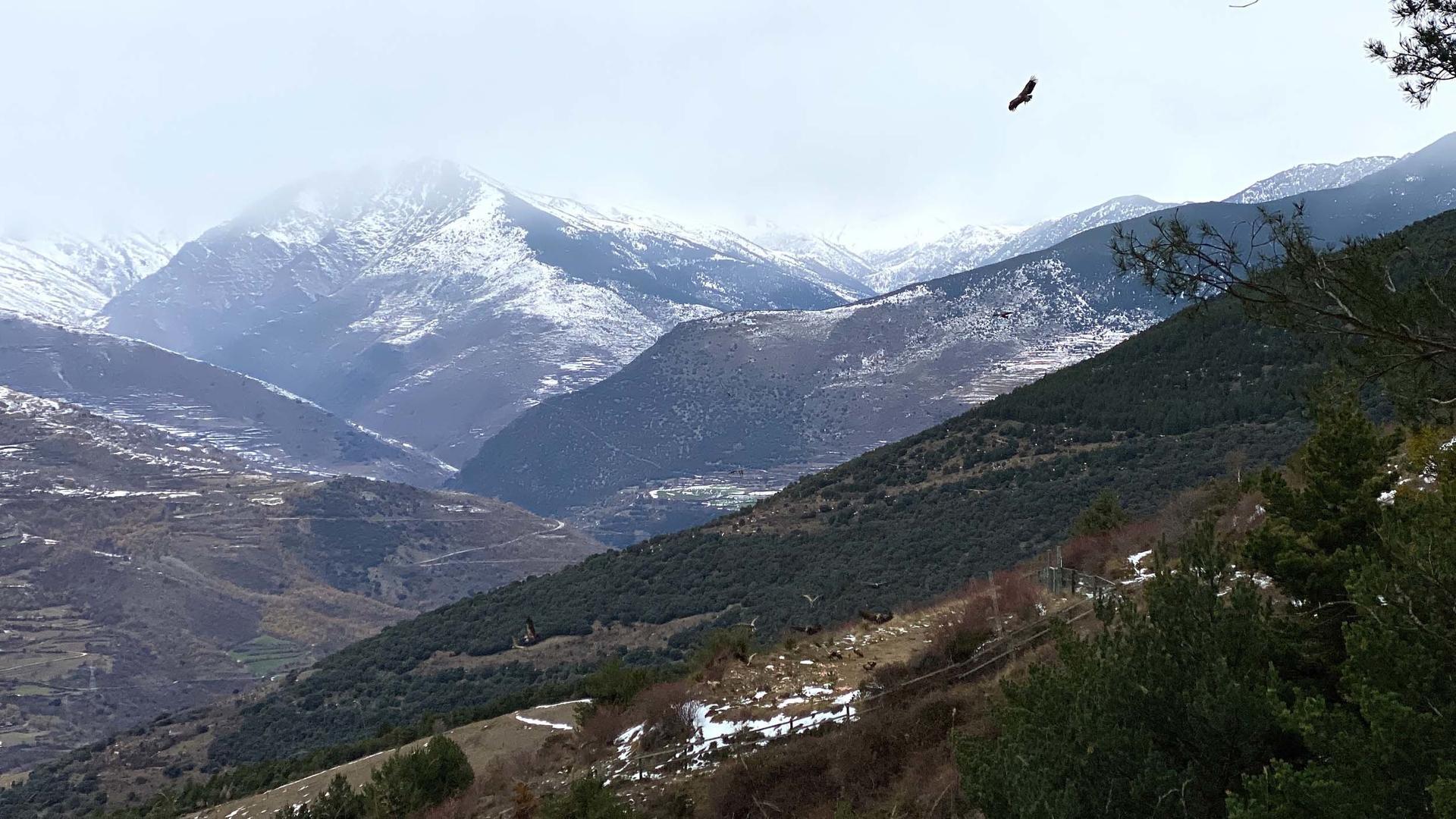 Pla obert on es veuen desenes d'aus carronyaires anant al Punt d'Alimentaci√≥ Suplement√†ria situat a l'Obaga d'Orteu d'Embonui, al municipi de Soriguera (Pallars Sobir√†). Imatge del 7 de desembre de 2021. (Horitzontal)