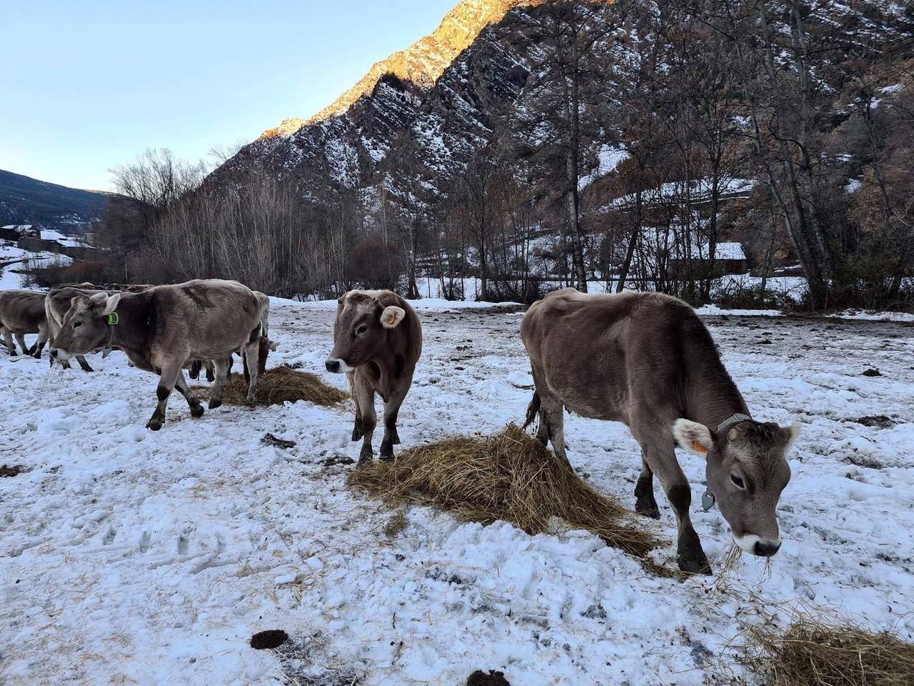 Pla general de vaques menjant herba seca damunt la neu a Alins, Pallars Sobir√†. Imatge del 14 de desembre del 2021. (Horitzontal)
