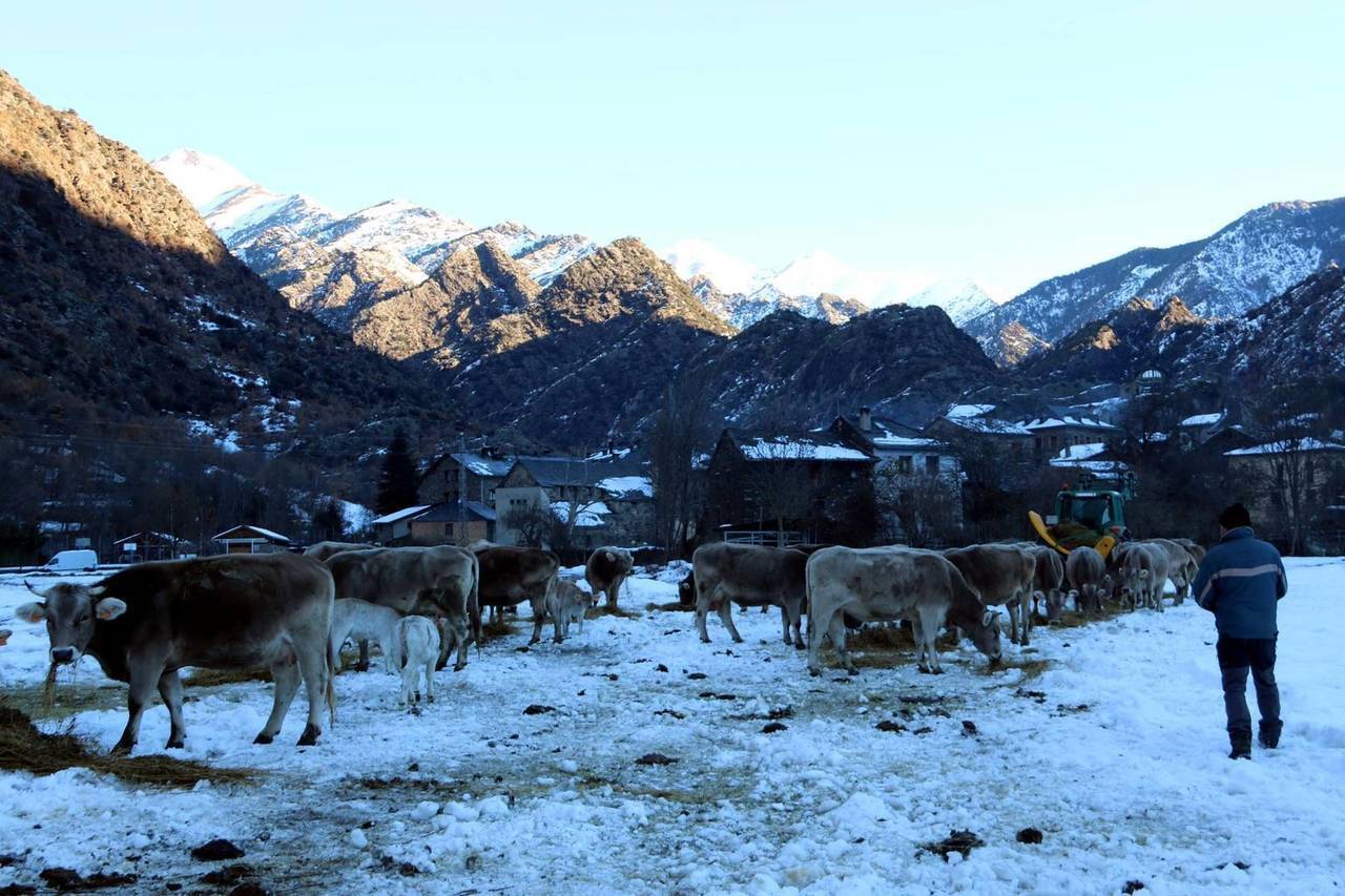 Pla general d'un ramat de vaques a un prat cobert per la neu a Alins. Imatge del 14 de desembre del 2021. (Horitzontal)
