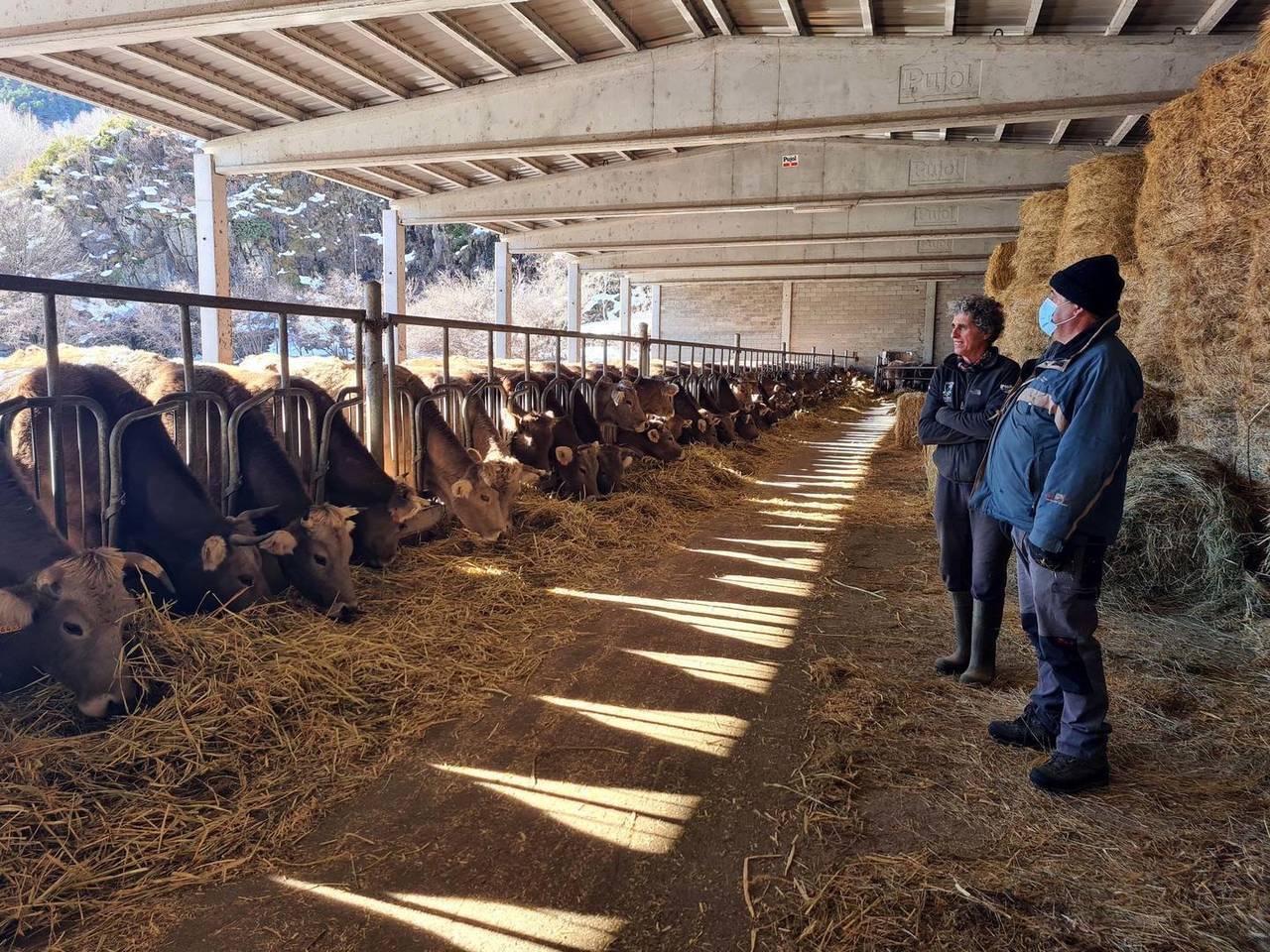 Un ramader d'Àreu alimentant els animals a la granja perquè la pastura dels prats està coberta de neu. Imatge del 14 de desembre del 2021. (Horitzontal)