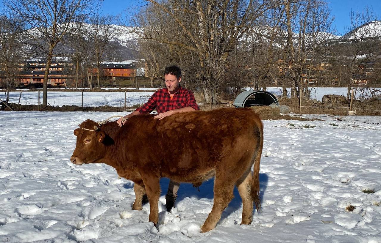 Pla obert de Venanci Agustí, ramader de Llívia (Cerdanya), acariciant un brau que té a la seva explotació. Imatge del 16 de desembre de 2021. (Horitzontal)