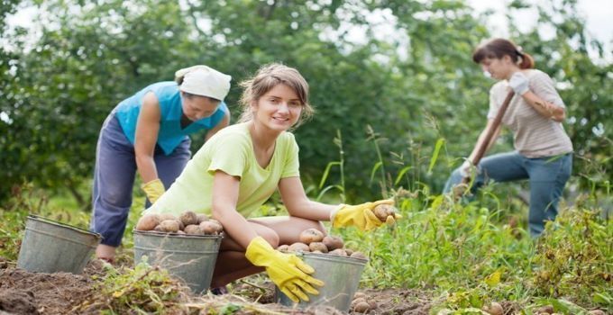 Joves incorporació activitat agrària