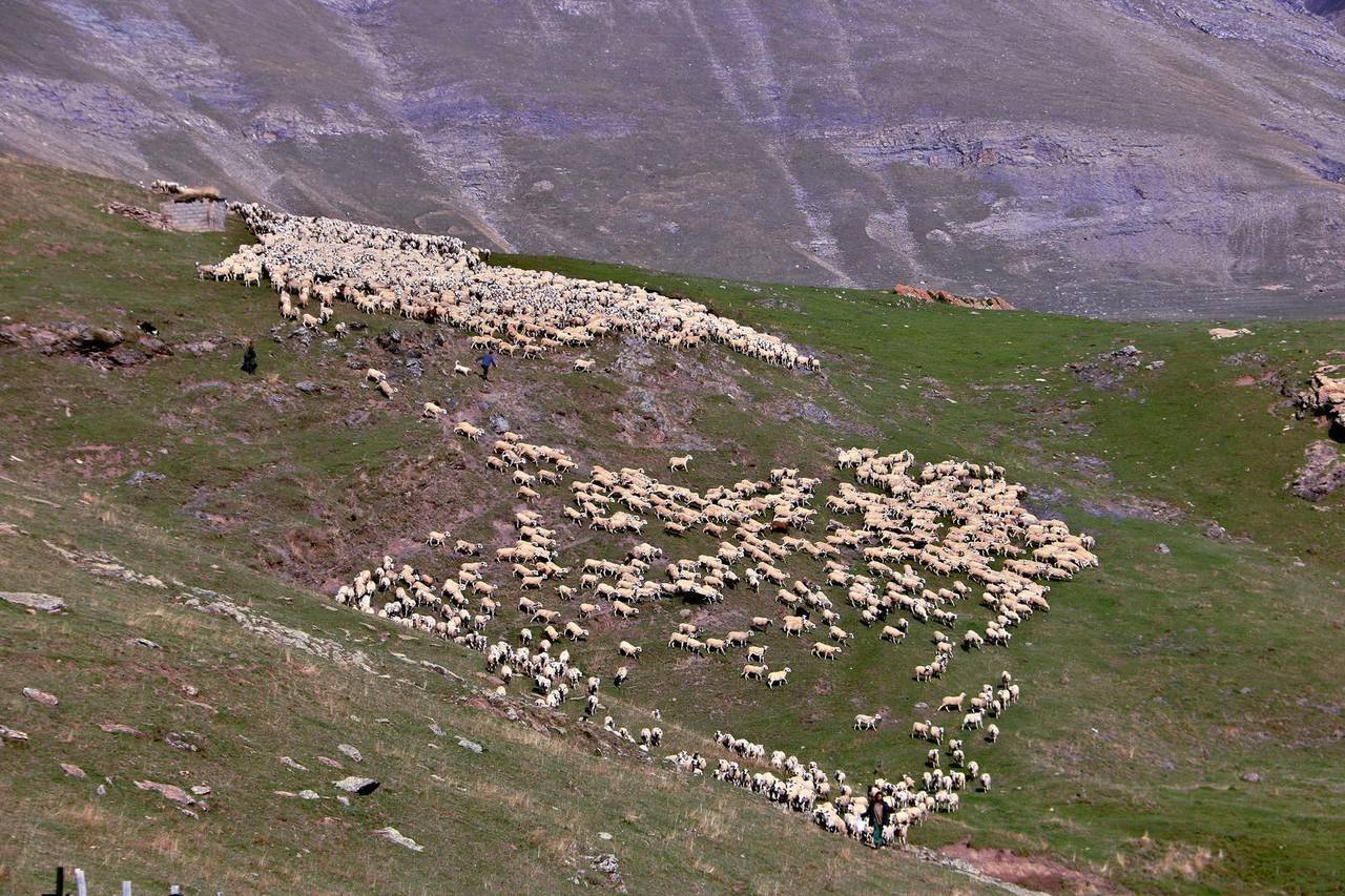 Pla general de la ramada de la muntanya de Llessui amb unes 4.300 ovelles d'onze pastors diferents. Imatge del 30 de setembre del 2021. (Horitzontal)