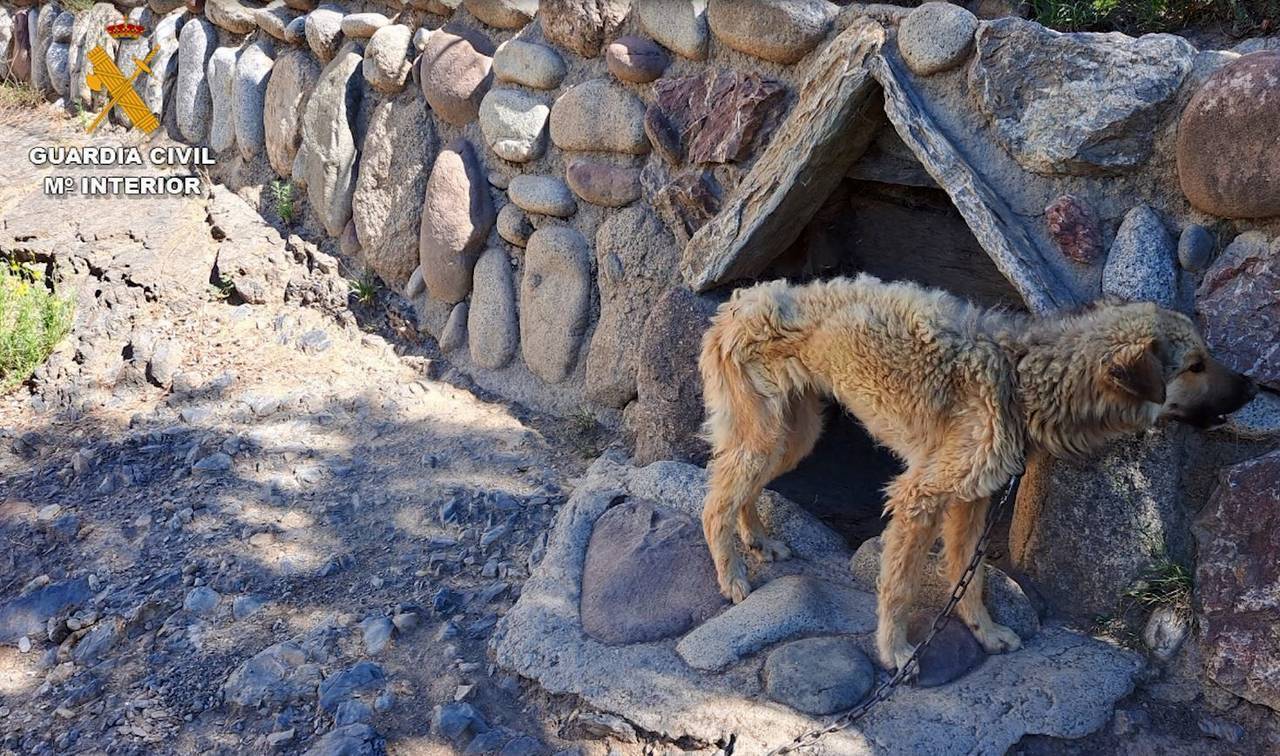 Maltractament animal a Estamariu