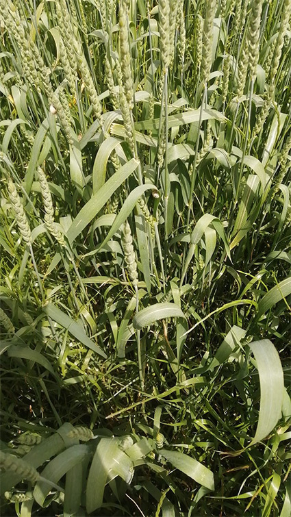 Farines ecològiques