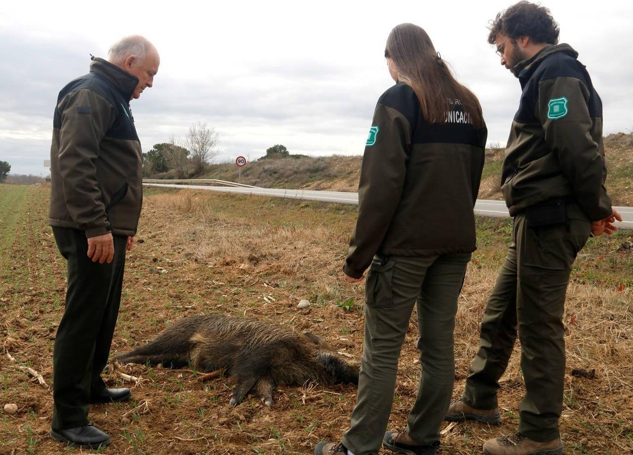 Agents Rurals fauna salvatge trànsit 2