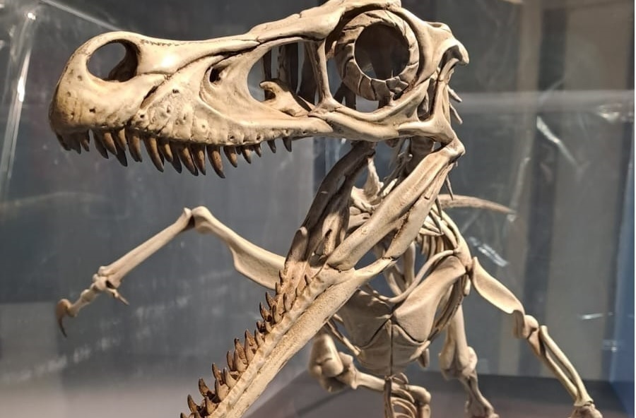 Museu d'Isona i Conca Dellà consellera Garriga 4