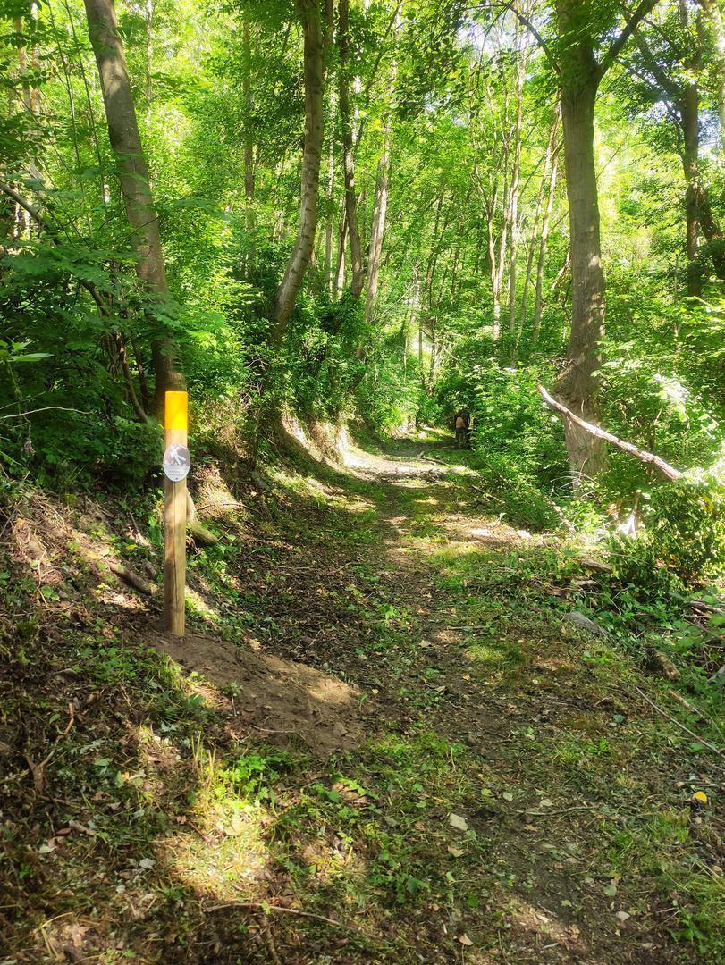 Camí desbrossat (1)