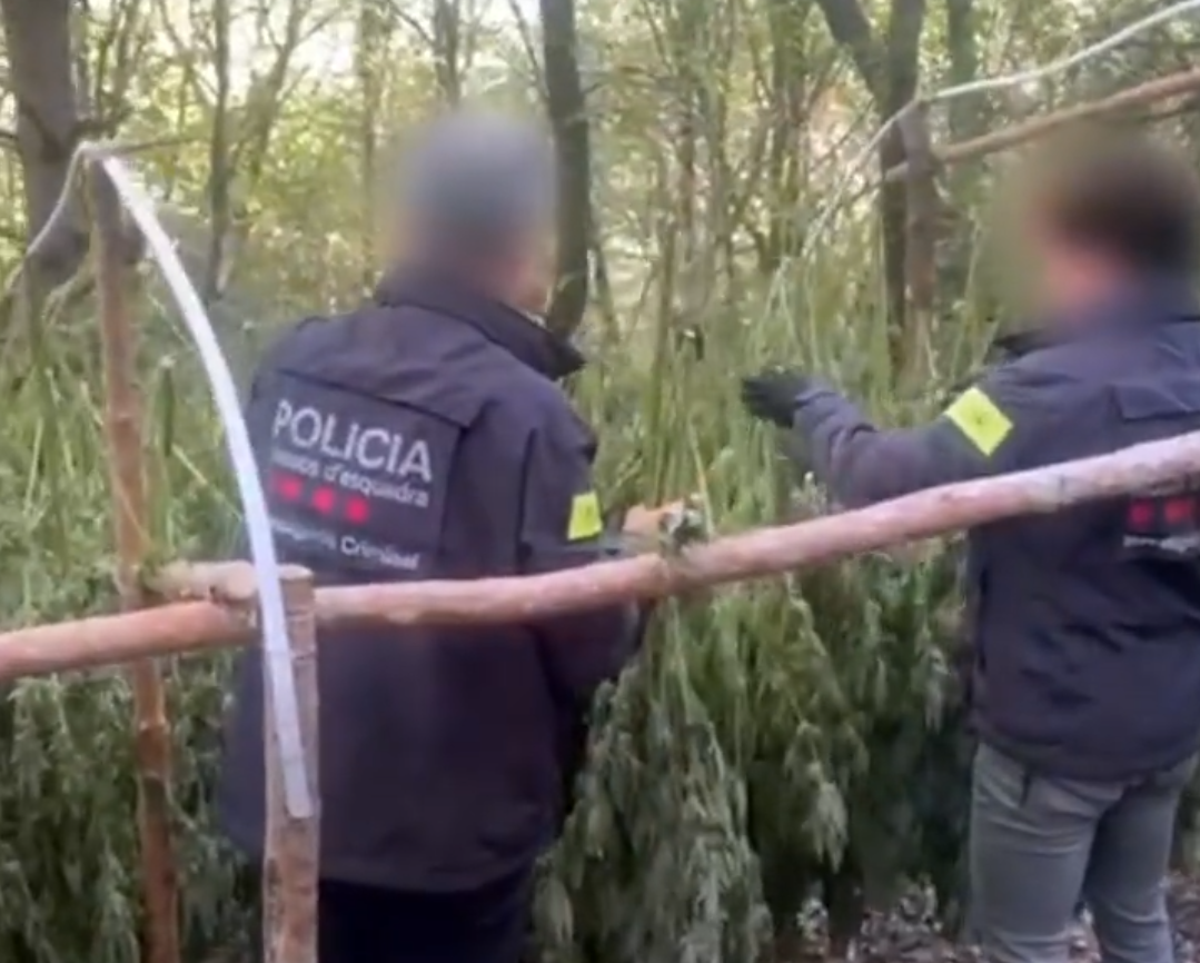 Mossos plantacuions marihuana Pirineu