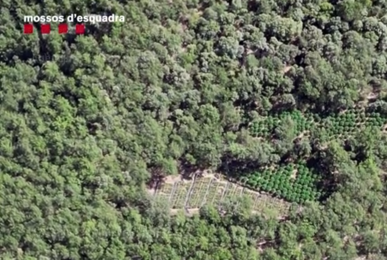 Mossos plantacuions marihuana Pirineu 2
