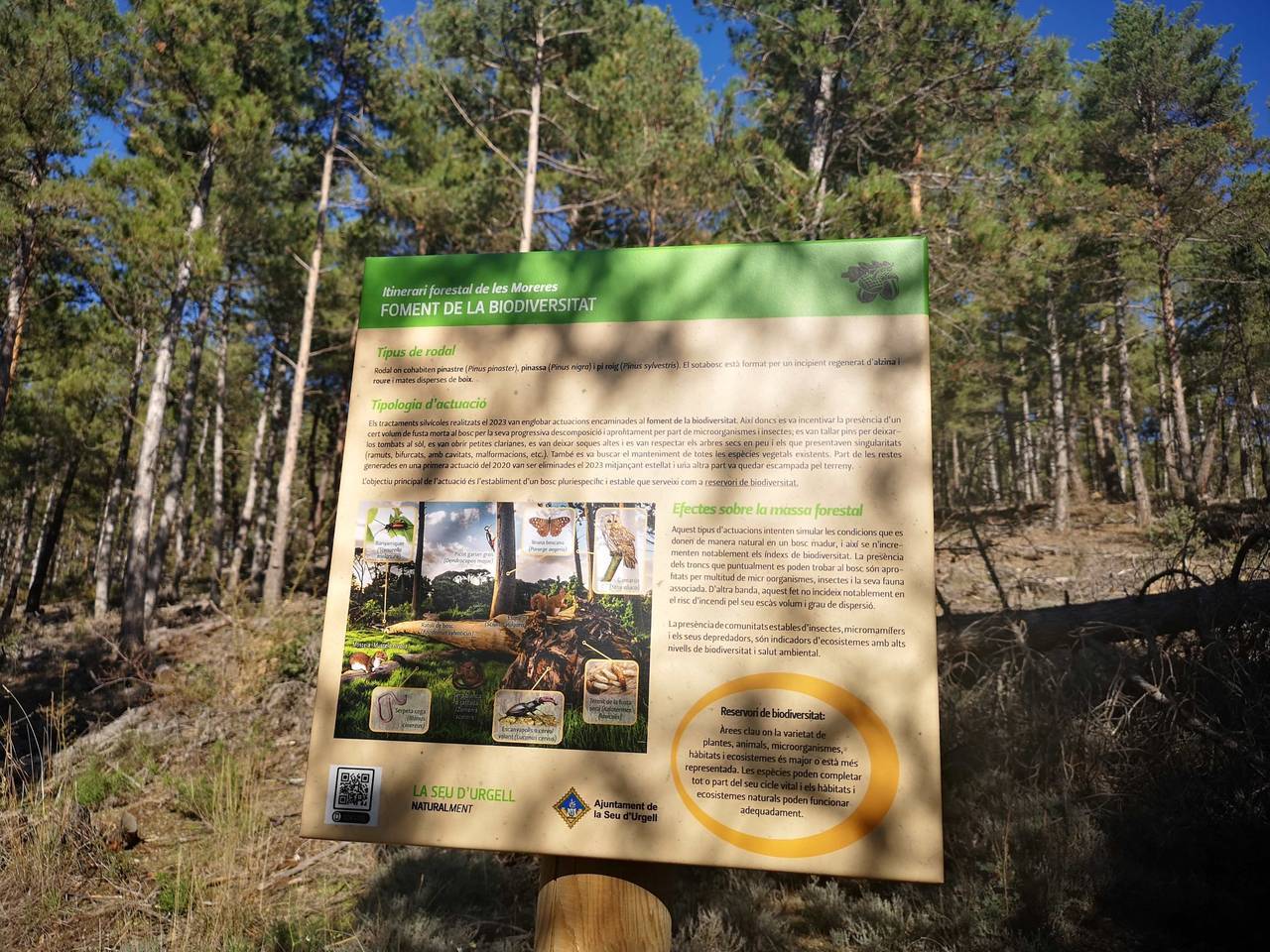 Itinerari forestal de les Moreres 2