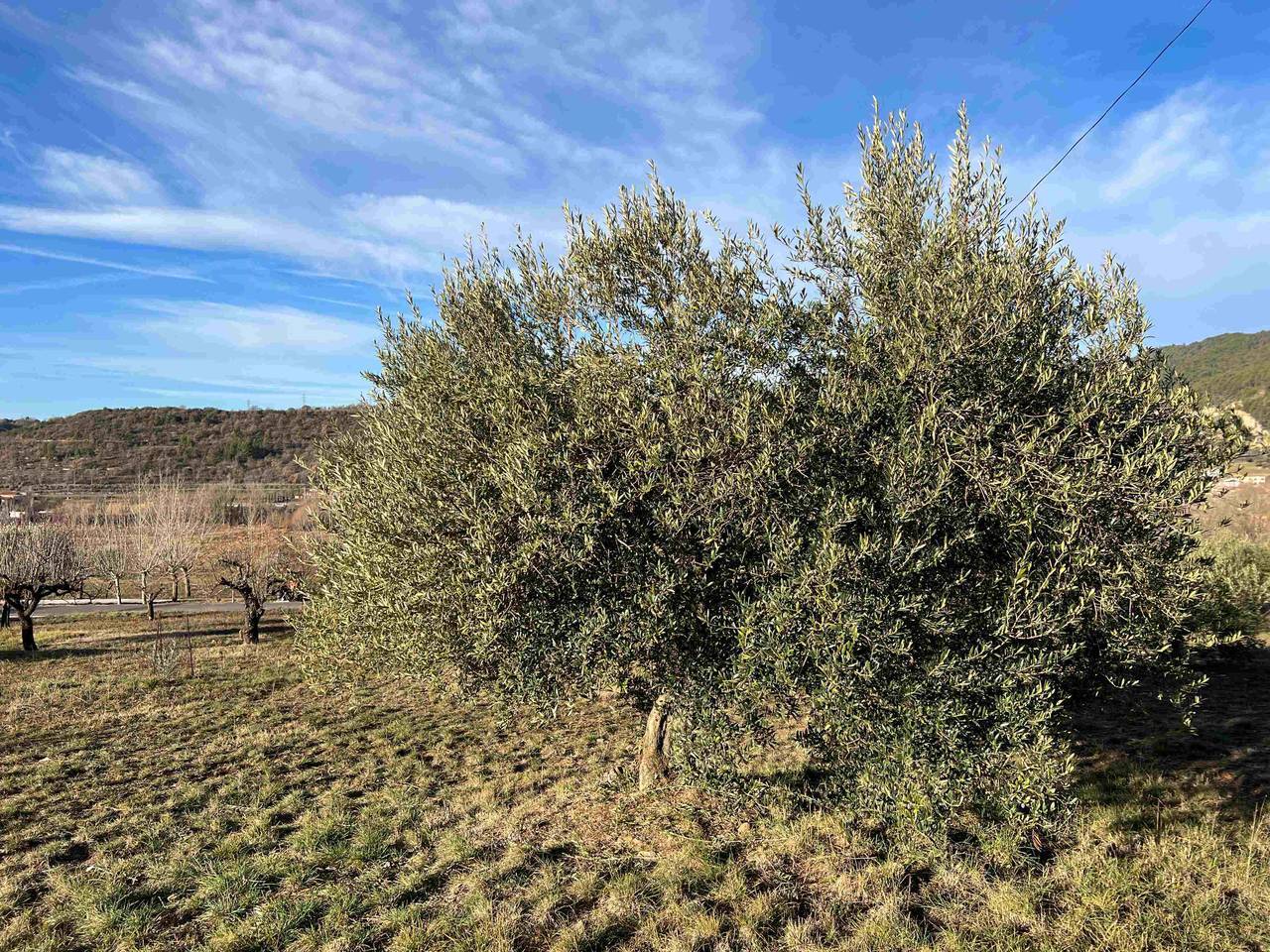 Oliveres Pallars Jussà 3