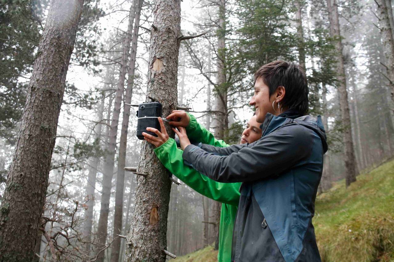 Investigadores en un bosc de pi negre del Pirineu 2